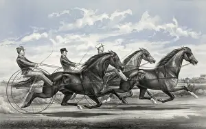 Daisy Prints: Mambrino Pilot, Daisy Burns, and Rosamond: trotting for a pu