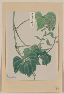 Pods Prints: Mame - pea or bean plant showing vine, leaves, pods, and blo