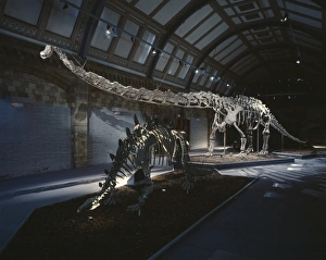 Lepidosaur Gallery: Mamenchisaurus