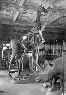 Natural History Museum Collection: Mammal Pavilion. 5th July 1892