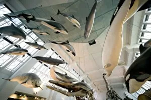 Mammal and Whale Gallery