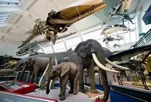Mammal and Whale Gallery
