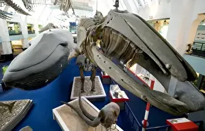 Mammal and Whale Gallery