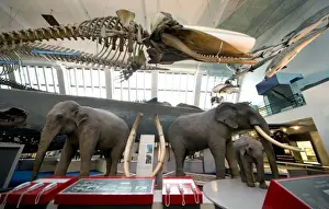 Mammal and Whale Gallery
