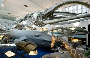 Mammal and Whale Gallery
