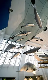 Mammal and Whale Gallery