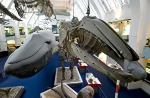 Mammal and Whale Gallery