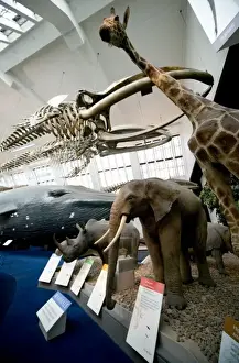 Mammal and Whale Gallery