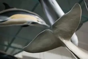 Mammal and Whale Gallery