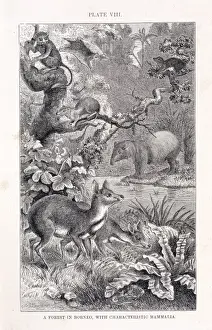 Mammalia (class), mammals