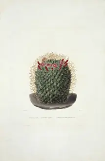 Mammillaria Prints: Mammillaria dolichocentra, cactus