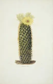 Mammillaria Prints: Mammillaria erecta, cactus