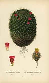 Rats Gallery: Mammillaria prolifera and Mammillaria rhodantha