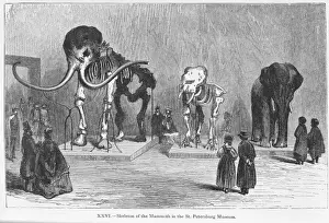 Mammuthus Prints: Mammoth