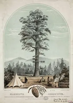 Mammoth Prints: Mammoth Arborvitae