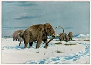 Animals Collection: Mammoth Herd