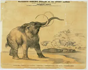 Mammalia Prints: Mammoth and Hyaena