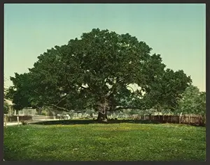 Mammoth Prints: The Mammoth oak, Pass Christian, Miss