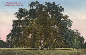 Butte Prints: Mammoth oak tree, Bidwell Ranch, Chico, California, USA
