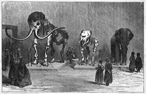Mammoth Skeleton