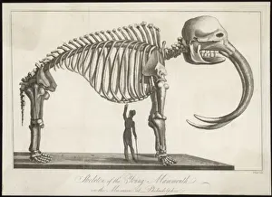 Mammoth Skeleton