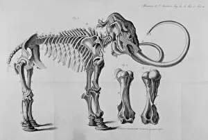 Elephantoidea Collection: Mammoth skeleton drawing