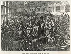 Imported Gallery: Mammoth Tusks