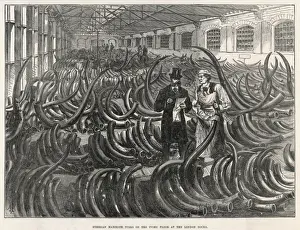 Ware House Prints: Mammoth Tusks