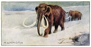 Images Dated 14th January 2011: Mammothus Primigenius