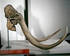 Mammuthus primigenius, woolly mammoth