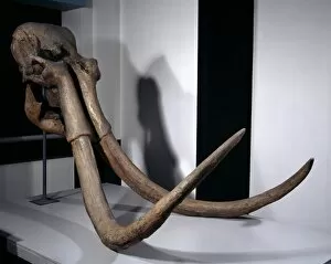 Elephantoidea Collection: Mammuthus trogontherii, steppe mammoth