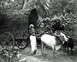 Bullock Prints: Man with a bullock cart, India