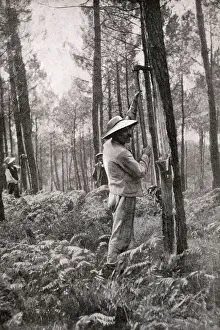 Ferns Prints: Man collecting resin from pine woods, Gironde, SW France