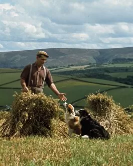 Man and dogs in cornfield, Countisbury, Somerset