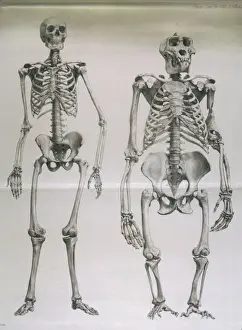 Skeletons Prints: Man, Gorilla Skeletons