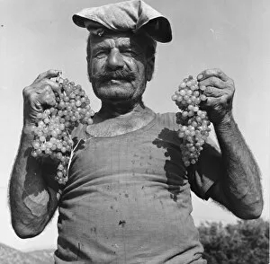 Vine Yard Gallery: Man holding two bunches of white grapes