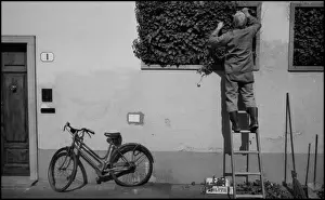 Man on ladder, gardener, bicycle, Florence, Italy