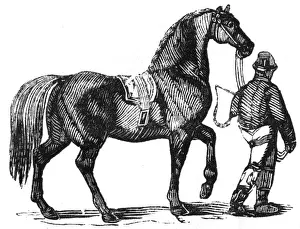 Carthorse Prints: Man leading a heavy carthorse, c. 1810