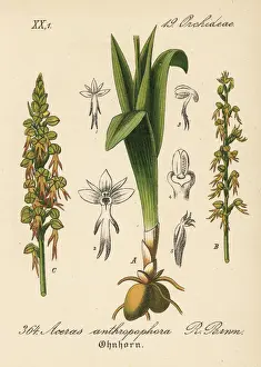 Orchis Prints: Man orchid, Orchis anthropophora