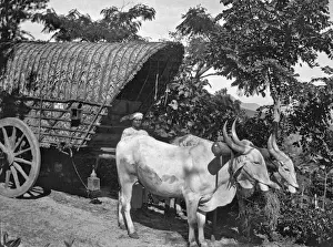 Cows Prints: Man with ox-drawn cart, India
