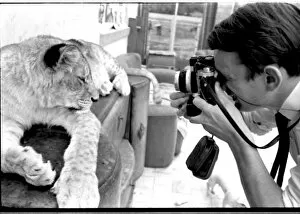 Man photographing lioness
