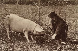 Funghi Collection: A man and his pig, looking for truffles. Date: circa 1900