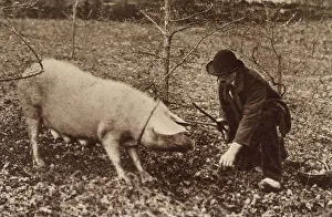A man and his pig, looking for truffles. Date: circa 1900