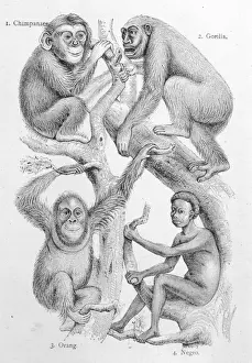 Man and other Primates