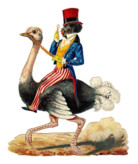 Images Dated 10th November 2015: Man riding an emu on a Victorian scrap