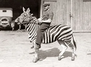 Zebra Gallery: Man riding a zebra, Bostocks Royal Italian Circus