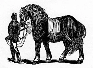 Man & a shire horse