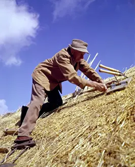 Thatching Prints: Man thatching a roof