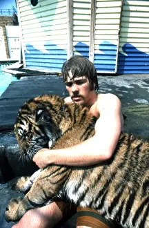 Tigers Prints: Man and tiger by swimming pool