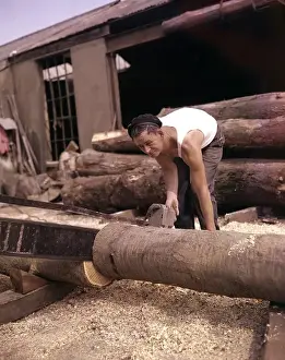 Logs Prints: Man in timber yard, sawing tree trunk, Devon